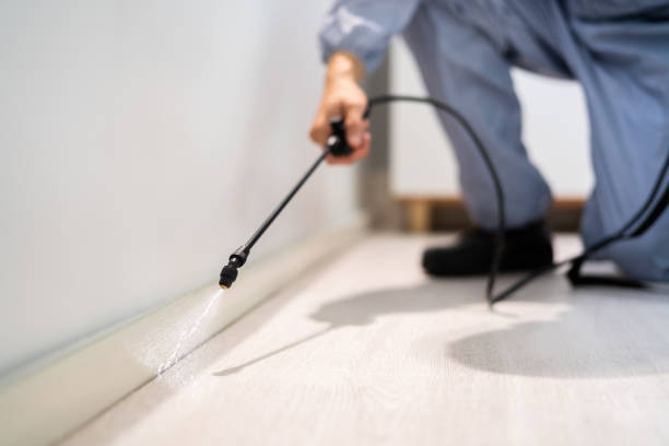 Certified termite inspector examining foundation in Greeneville